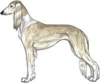 Cream Grizzle Irish Feathered Saluki