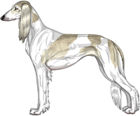 Cream Grizzle Parti Feathered Saluki