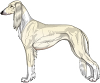 Cream Irish Feathered Saluki