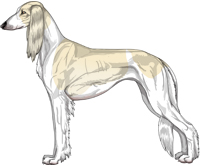 Cream Parti Feathered Saluki