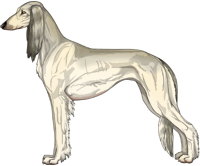 Cream Sable Feathered Saluki