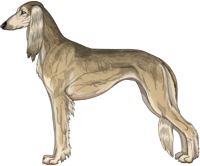 Fawn Grizzle Feathered Saluki