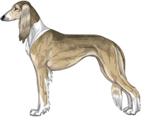 Fawn Grizzle Irish Feathered Saluki