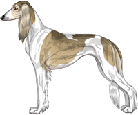 Fawn Grizzle Parti Feathered Saluki