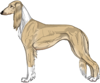 Fawn Irish Feathered Saluki