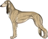 Fawn Sable Feathered Saluki