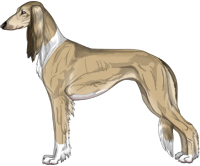 Fawn Sable Irish Feathered Saluki