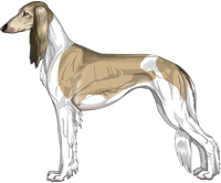 Fawn Sable Parti Feathered Saluki