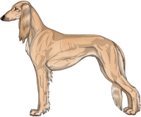 Golden Feathered Saluki