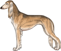 Golden Grizzle Feathered Saluki