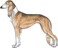 Golden Grizzle Irish Feathered Saluki