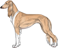 Golden Irish Feathered Saluki