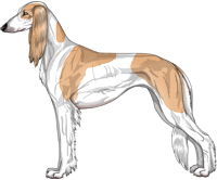 Golden Parti Feathered Saluki