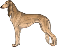 Golden Sable Feathered Saluki