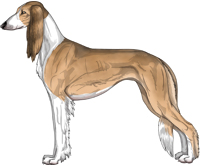 Golden Sable Irish Feathered Saluki