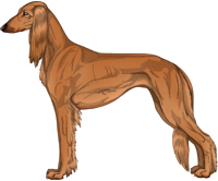 Red Feathered Saluki