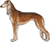 Red Grizzle Feathered Saluki