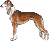 Red Grizzle Irish Feathered Saluki