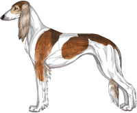 Red Grizzle Parti Feathered Saluki