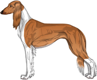 Red Irish Feathered Saluki