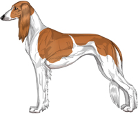 Red Parti Feathered Saluki