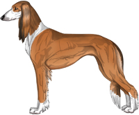 Red Sable Irish Feathered Saluki