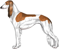 Red Sable Parti Feathered Saluki