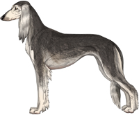 Silver Grizzle Feathered Saluki