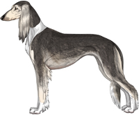 Silver Grizzle Irish Feathered Saluki