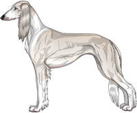 Silver Irish Feathered Saluki