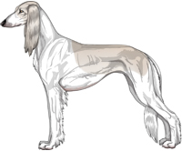 Silver Parti Feathered Saluki