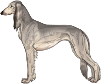 Silver Sable Feathered Saluki