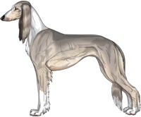 Silver Sable Irish Feathered Saluki