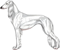 White Feathered Saluki