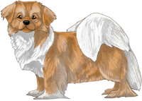 Gold & White Tibetan Spaniel