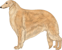 Gold Borzoi