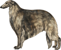 Gold Brindle Borzoi