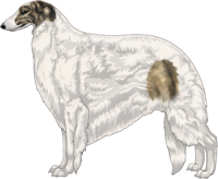 Gold Brindle with Extreme White Piebald Borzoi