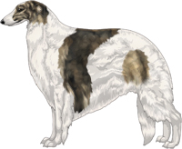 Gold Brindle with White Piebald Markings Borzoi