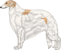 Gold with Extreme White Piebald Borzoi