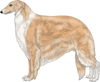 Gold with Irish White Markings Borzoi