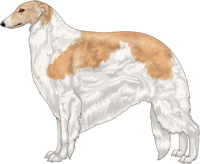 Gold with Piebald White Markings Borzoi