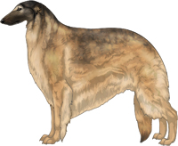 Gold Sable with Black Mask Borzoi