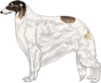 Gold Sable with Black Mask and Extreme White Piebald Borzoi