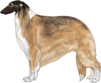 Gold Sable with Black Mask and Irish White Markings Borzoi