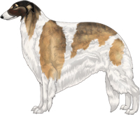 Gold Sable with Black Mask and Piebald White Markings Borzoi