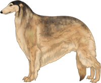 Gold Sable Borzoi