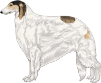 Gold Sable with Extreme White Piebald Borzoi