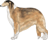 Gold Sable with Irish White Markings Borzoi