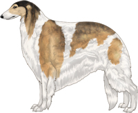 Gold Sable with Piebald White Markings Borzoi